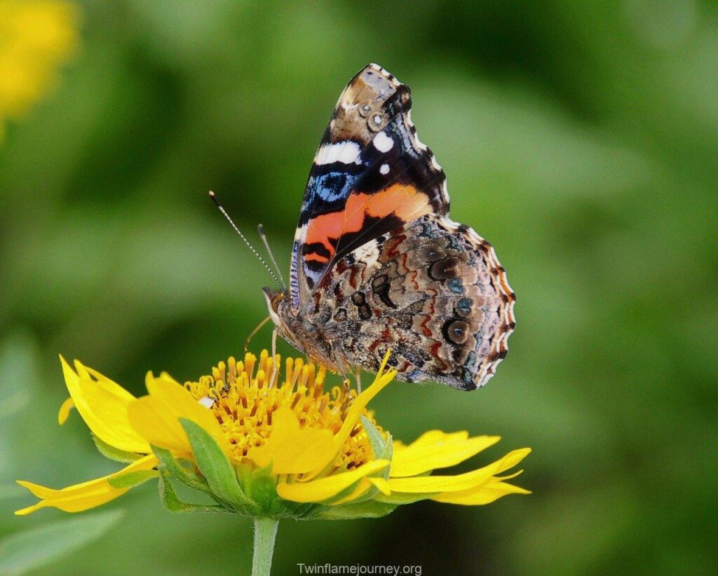 butterfly, nature, insect, bloom, flower, wings