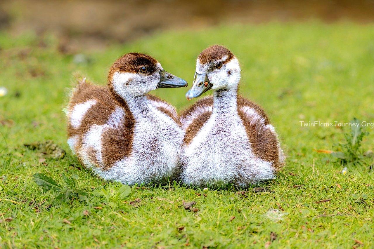 Twin Flame Mirroring: Healing Your Union